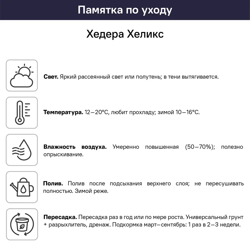 Хедера в кашпо ø21 h35 см 83248522 STLM-2186505 Santreyd  - Вид №3