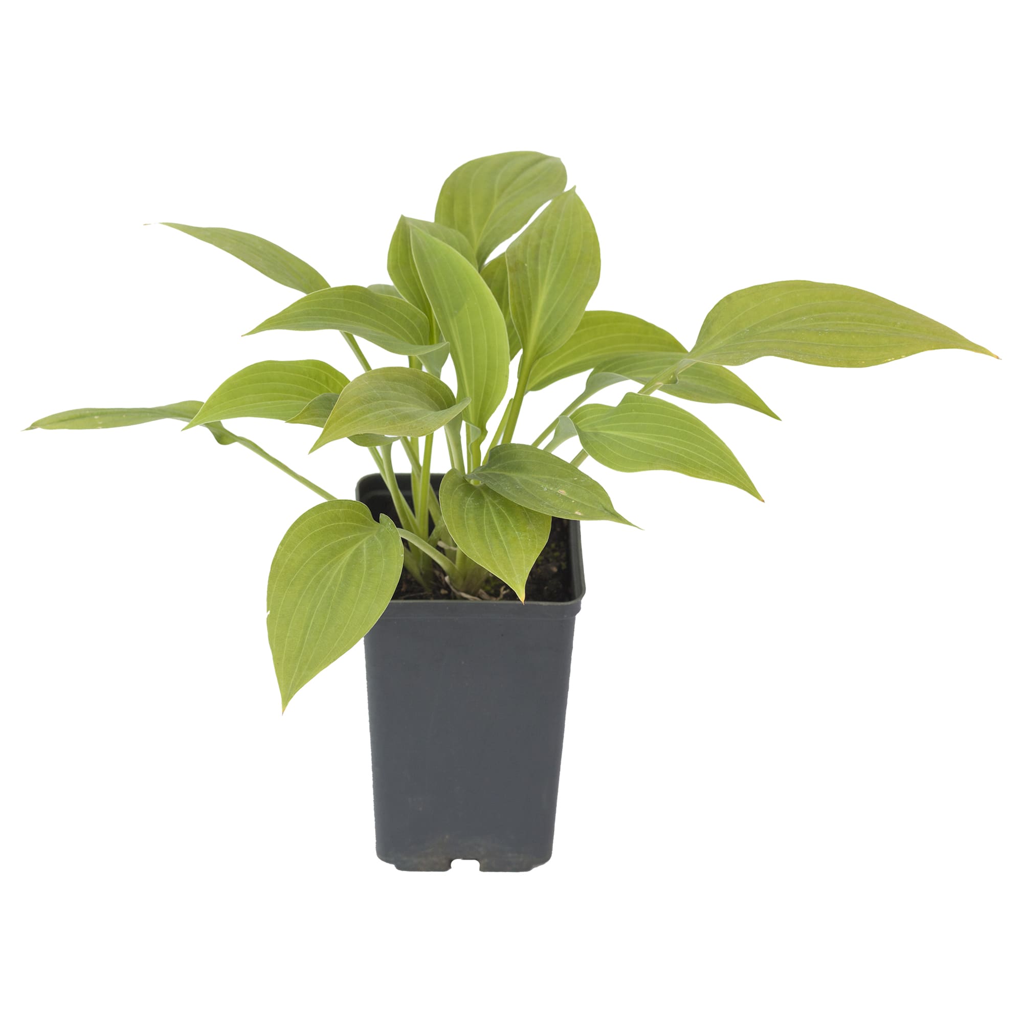 18321241 Хоста «Форчуна С2» Santreyd 