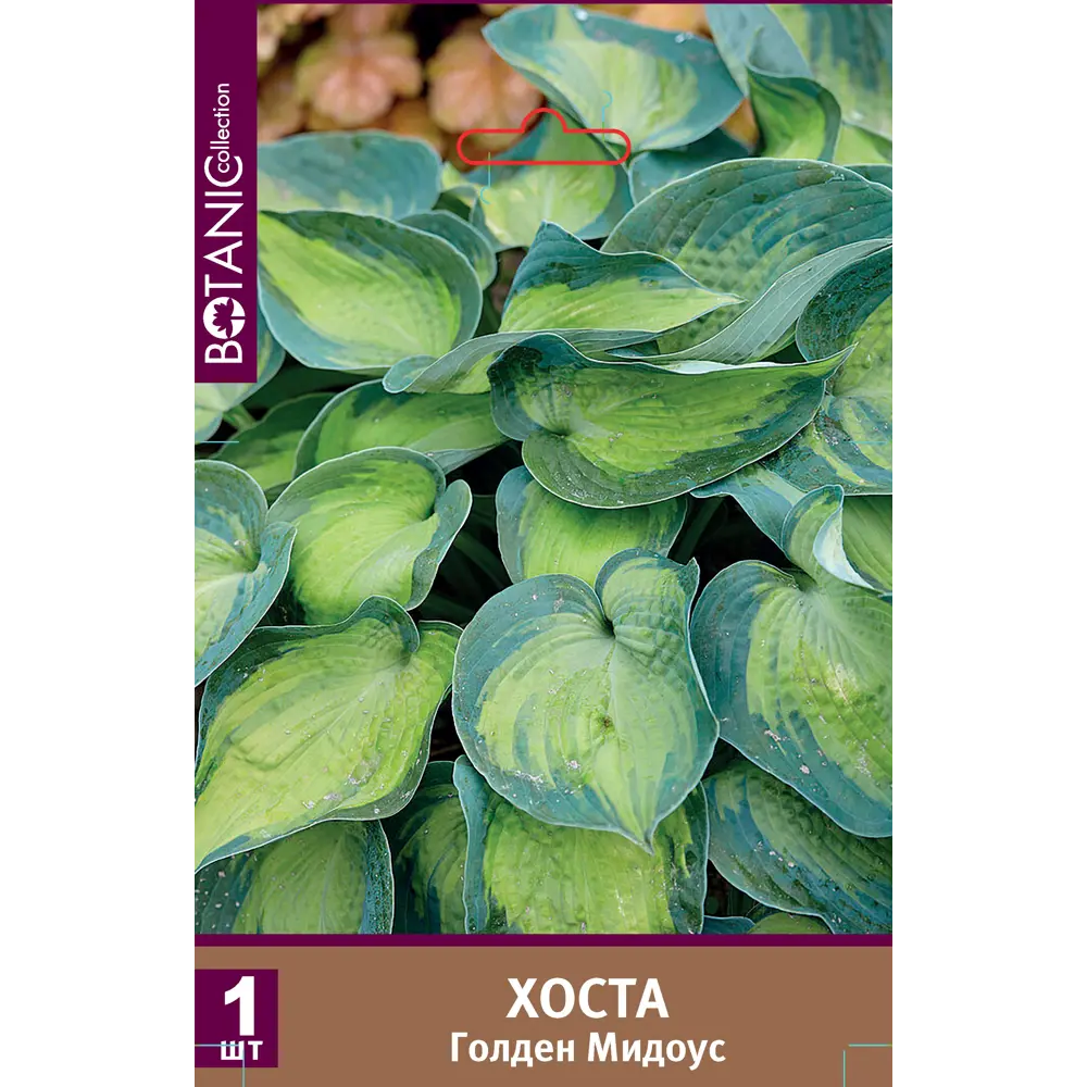 Хоста Голден Медоуз луковицы 1 89451322 STLM-2148966 Santreyd 