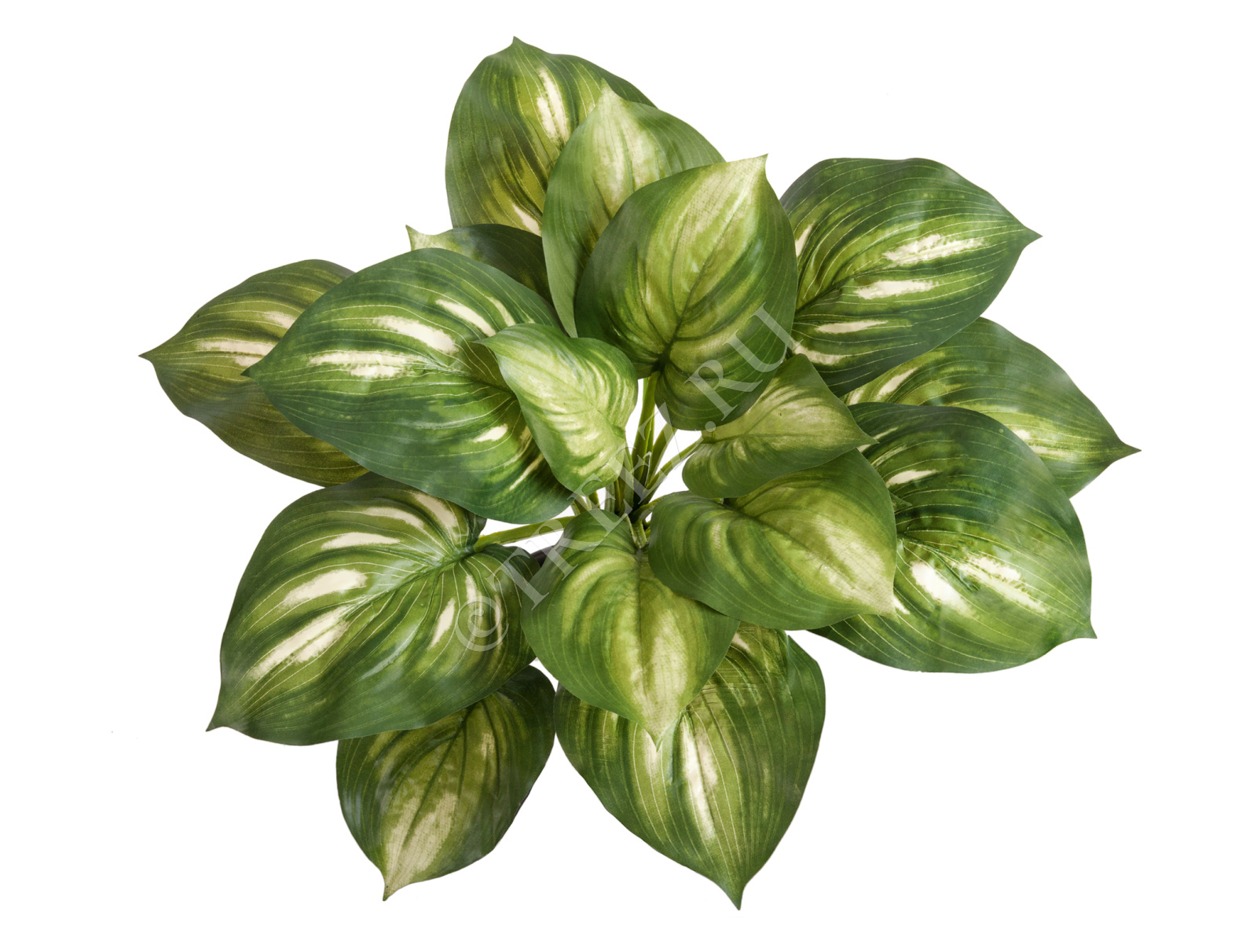 20.1150GW Хоста бело-зелёная большая Цветочная коллекция  - Вид №1