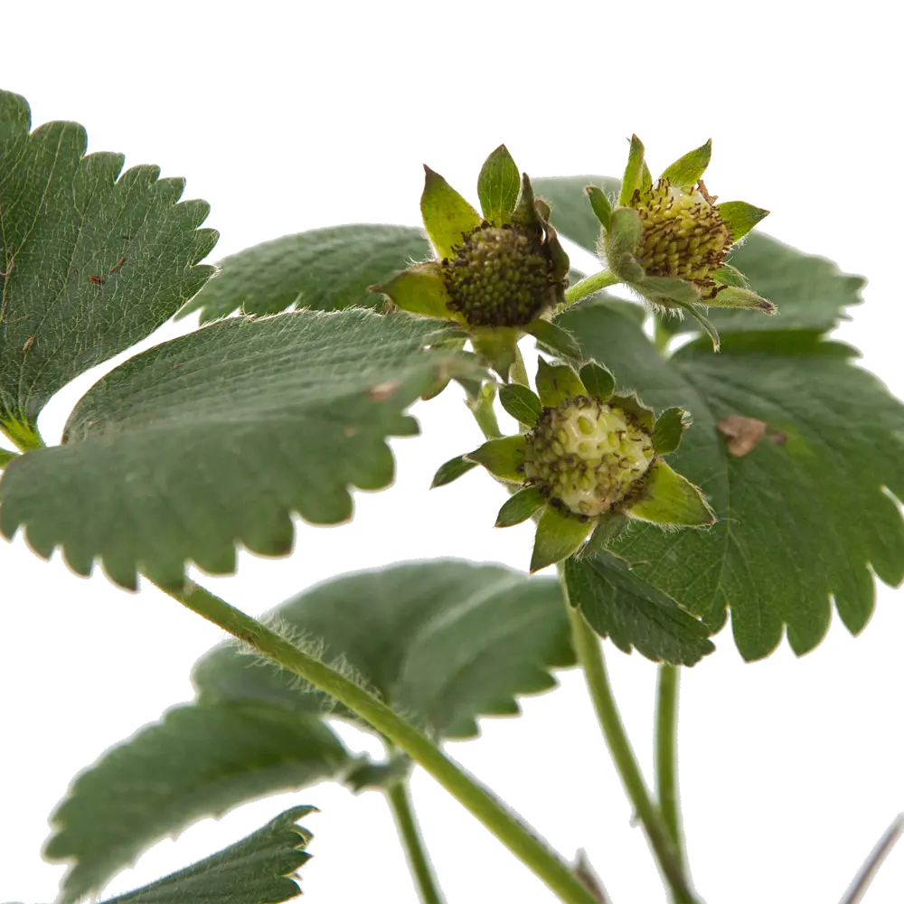 Земляника садовая «Портола» 9x15 см 82625410 STLM-2119366 PLANTMARKET  - Вид №1