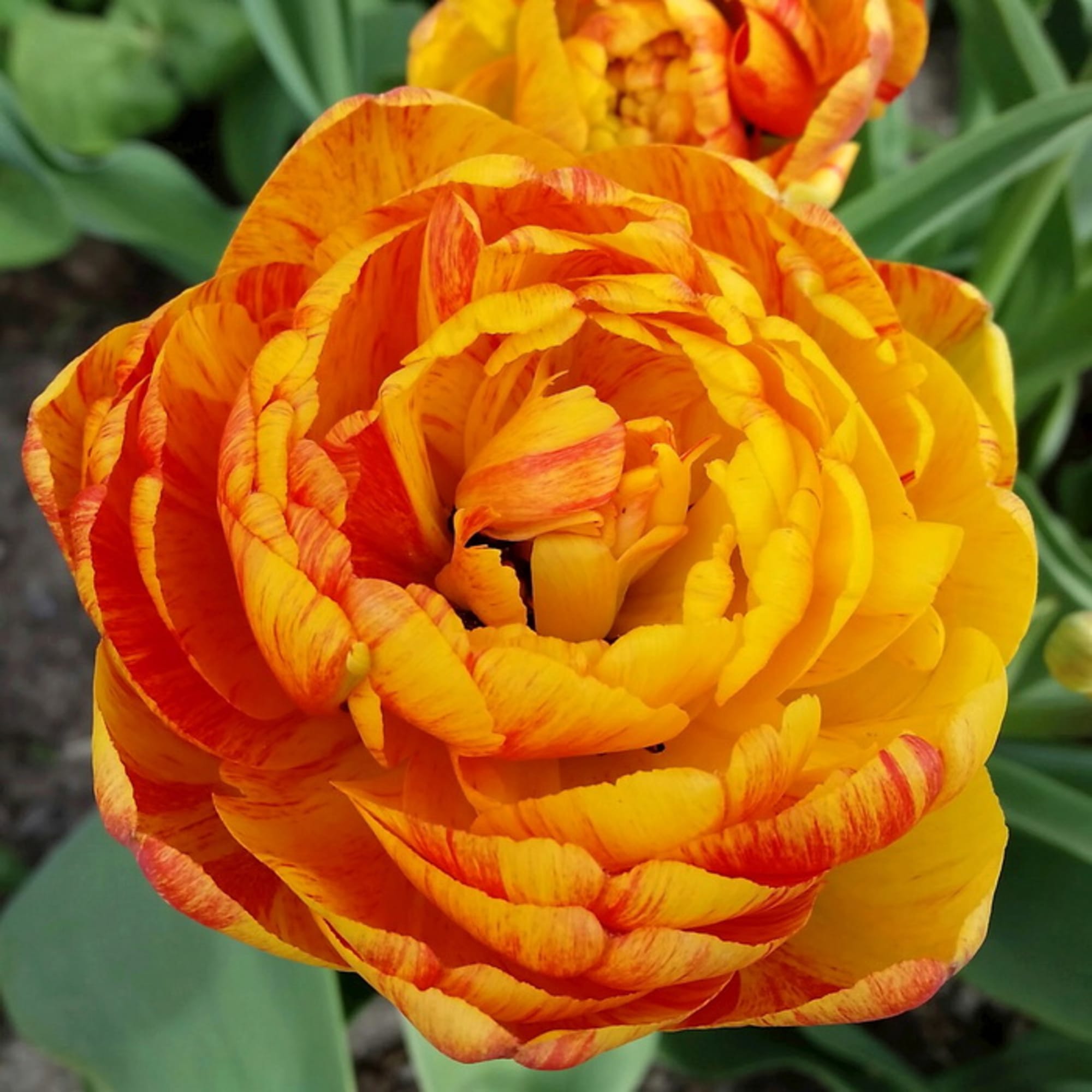 89078564 Тюльпан Дабл Бьюти Оф Апельдорн луковица 12/, 8 шт Santreyd 