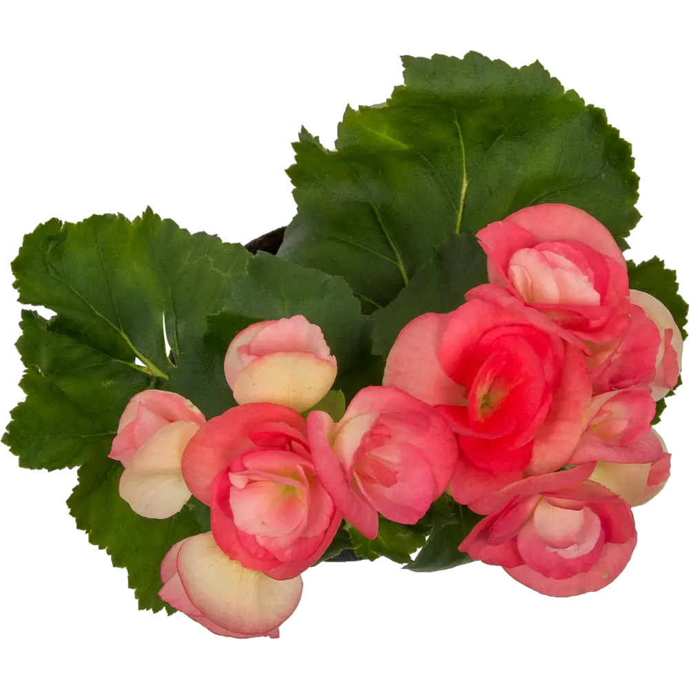 Бегония Элатиор микс 9x20 см 82383302 STLM-2210183 Santreyd  - Вид №1