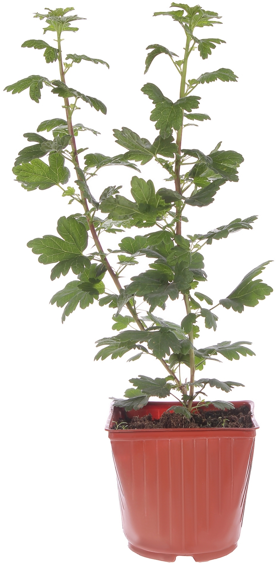 Крыжовник «Смена» 2-летний саженец в контейнере С25 18687373