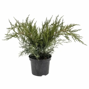 Можжевельник Минт Джулеп Santreyd - вечнозеленый стелющийся кустарник 87718603