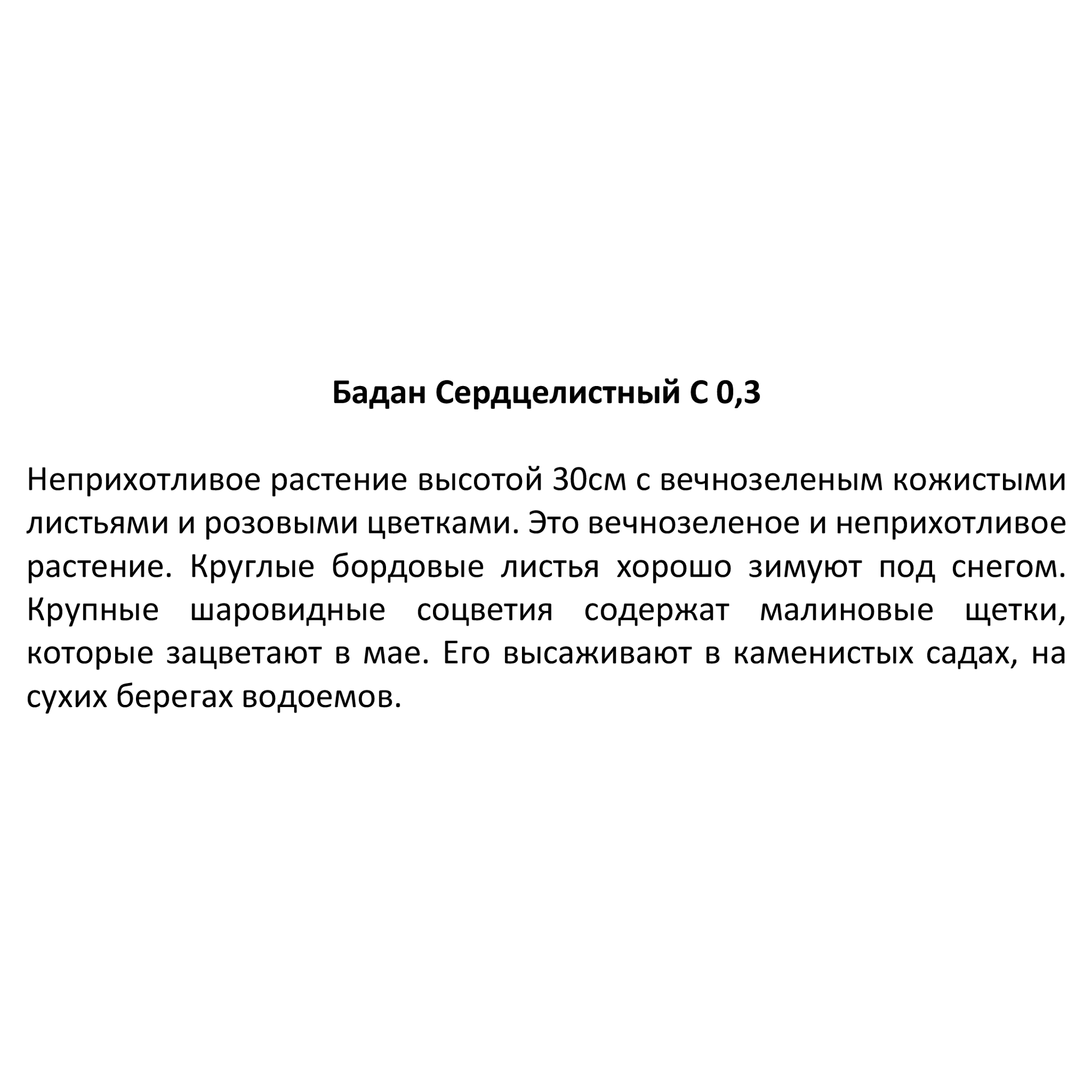 Рассада Бадана сердцелистного 'Микс' 15 см 84845132 Santreyd STLM-0055982 - Вид №2