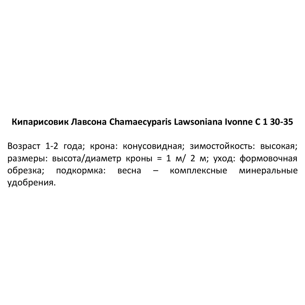 Кипарисовик Лавсона «Ивонне» С1, 30-35 см 81969329 STLM-2094289 PLANTMARKET  - Вид №2