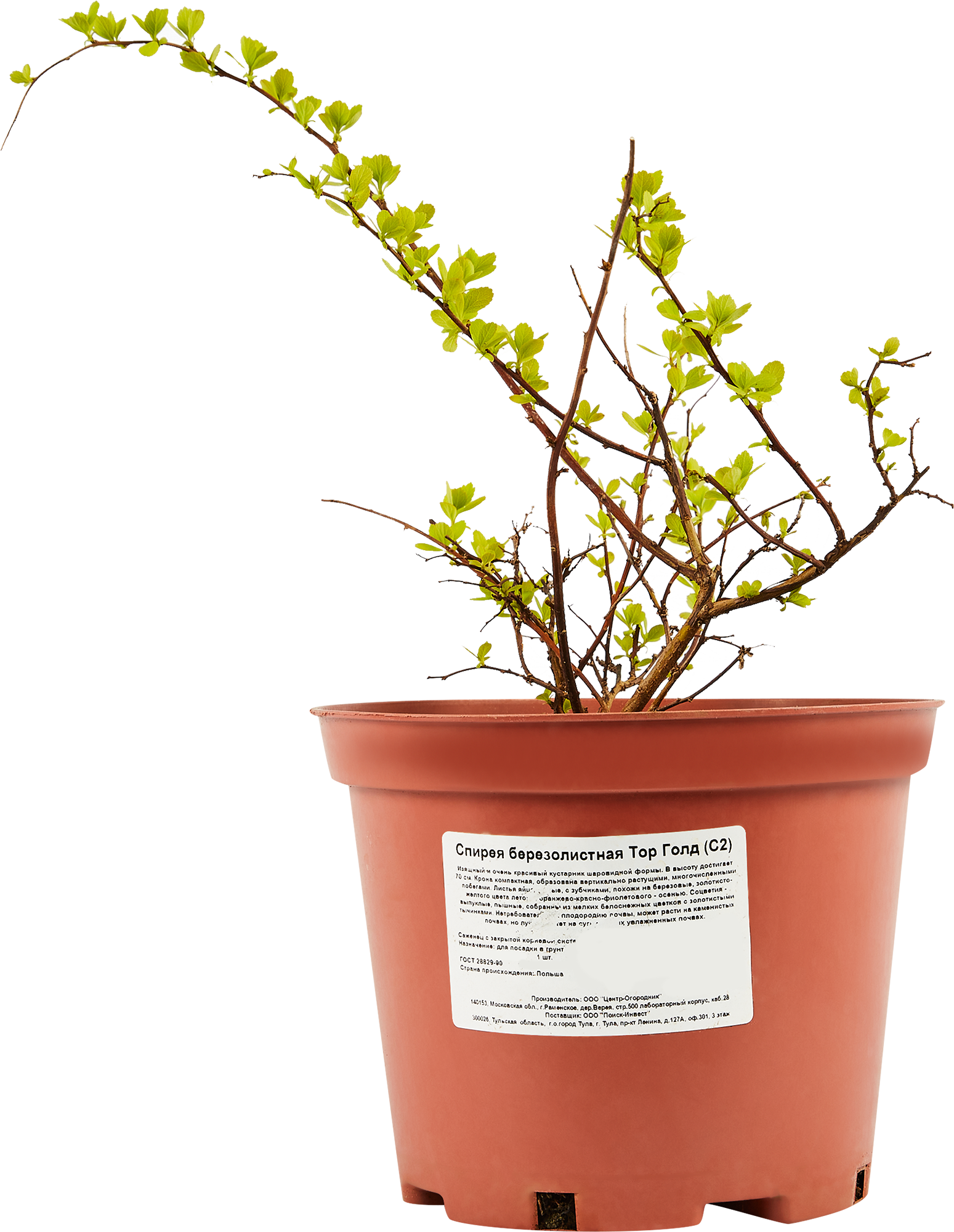 Саженец Спиреи Березолистной Тор Голд - многолетний цветущий кустарник 84815589 Santreyd STLM-0055571