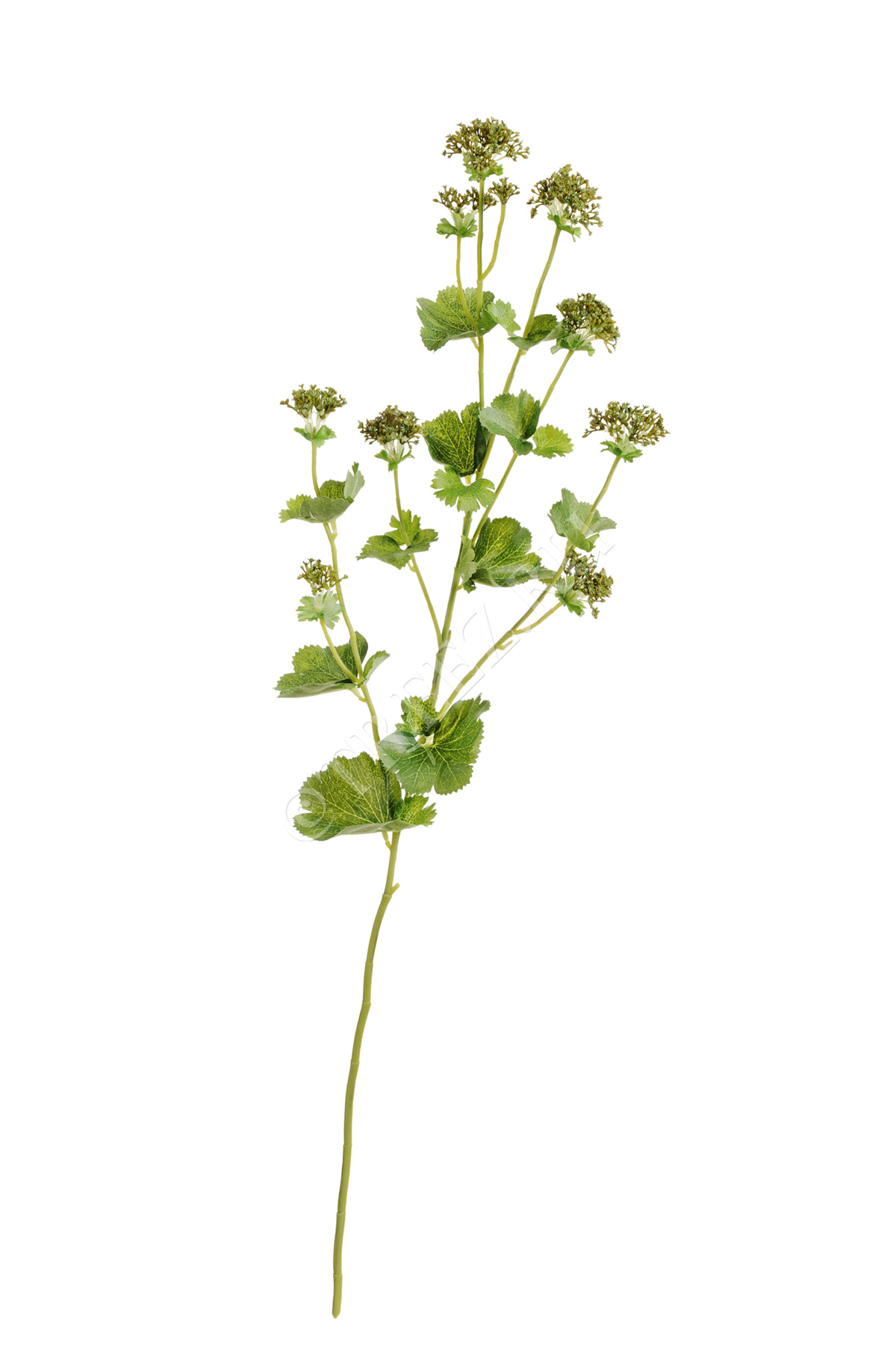 30.05170254GR Манжетка нежно-зелёная ветвь Цветочная коллекция 