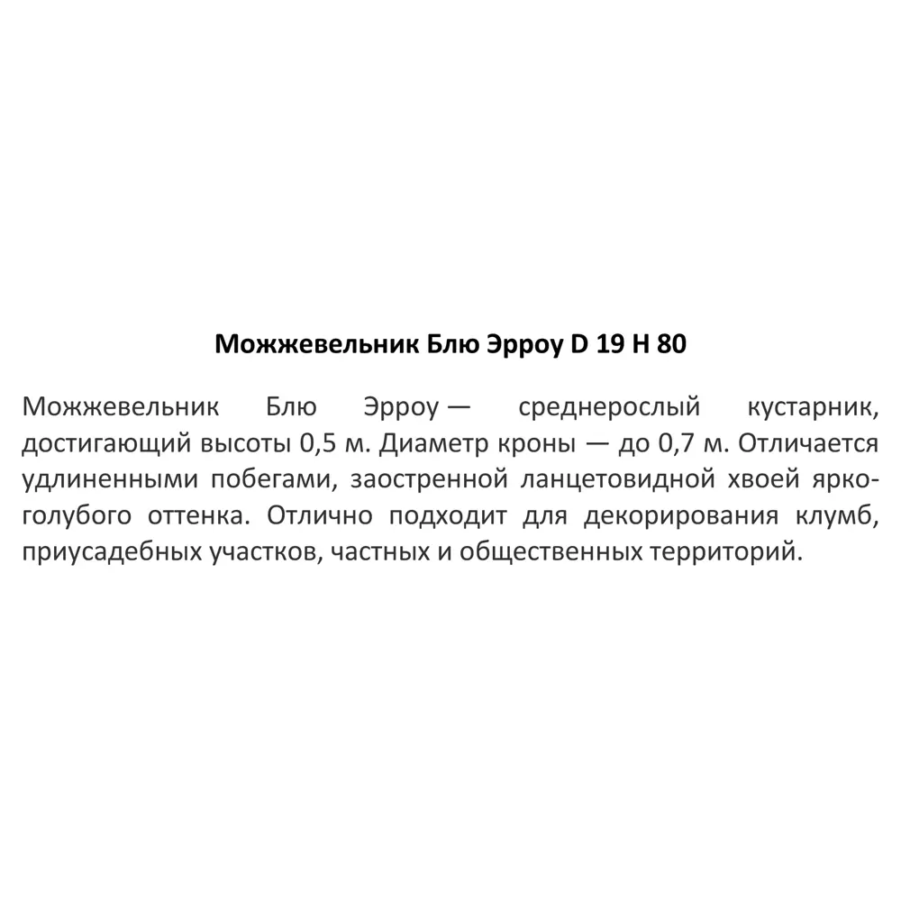 Можжевельник Блю Эрроу ø19 h50 см 85573332 STLM-2087061 Santreyd  - Вид №2