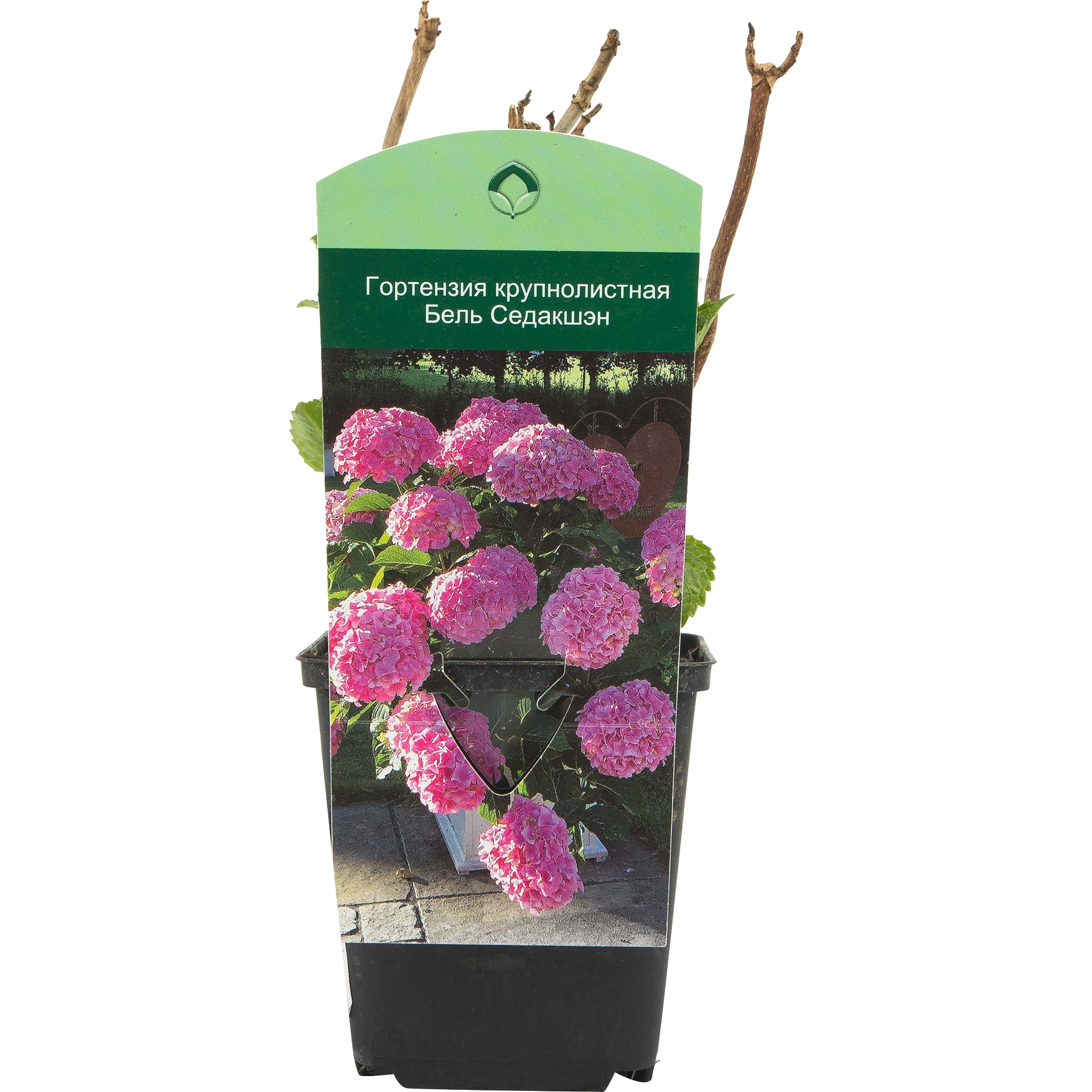 82601824 Гортензия крупнолистная «Бель Седакшэн» 9x20 см Santreyd 