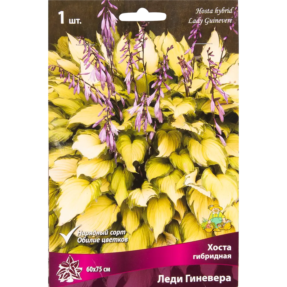 Хоста гибридная «Леди Гиневера», размер луковицы I 82319598 STLM-2071923 Santreyd 