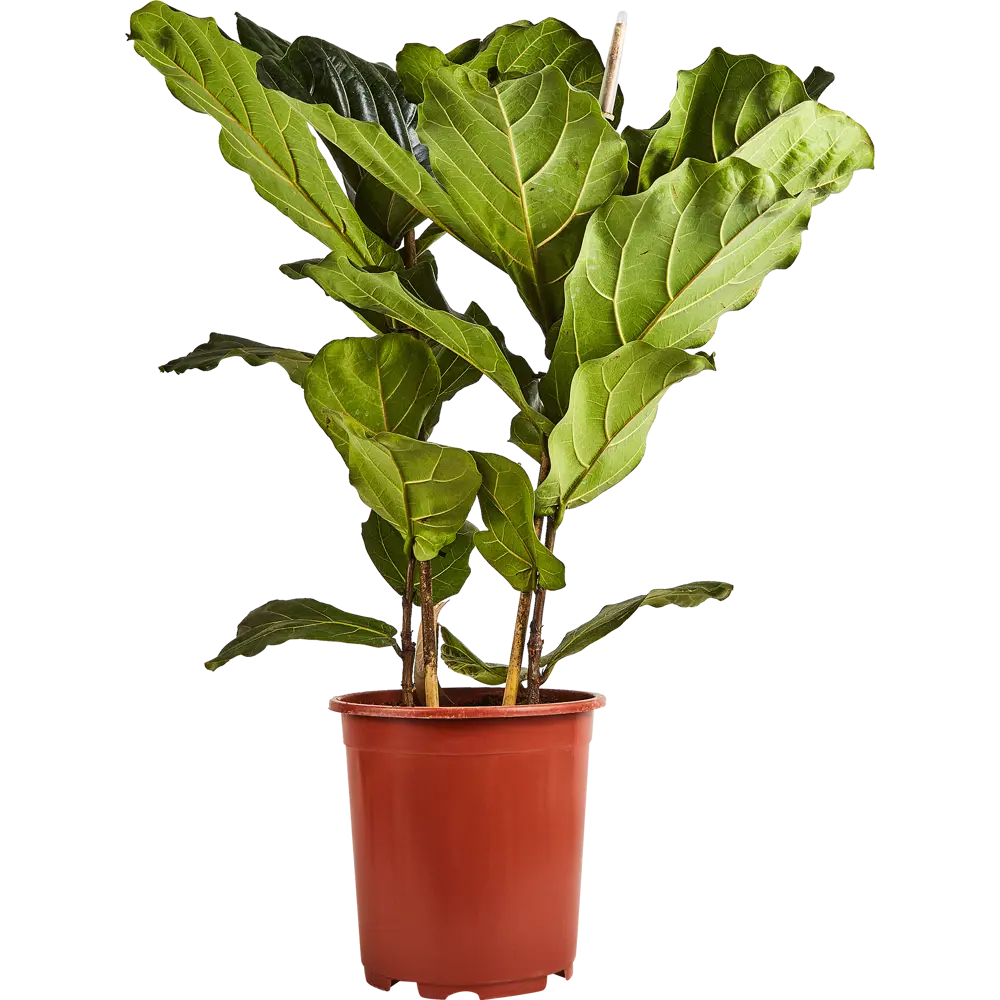 Фикус Лирата от Santreyd — изящное комнатное дерево с глянцевой листвой 85062663 STLM-0058029