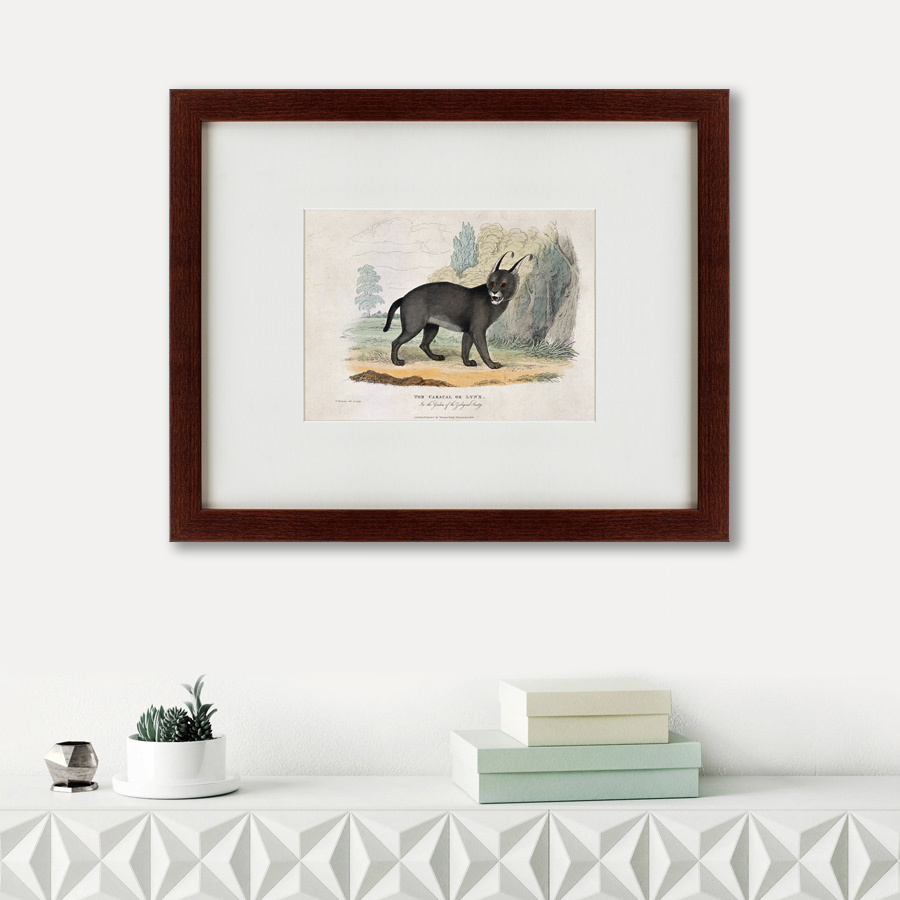 Картина: A caracal or lynx, 1830 КАРТИНЫ В КВАРТИРУ  135637 Разноцветный  - Вид №1