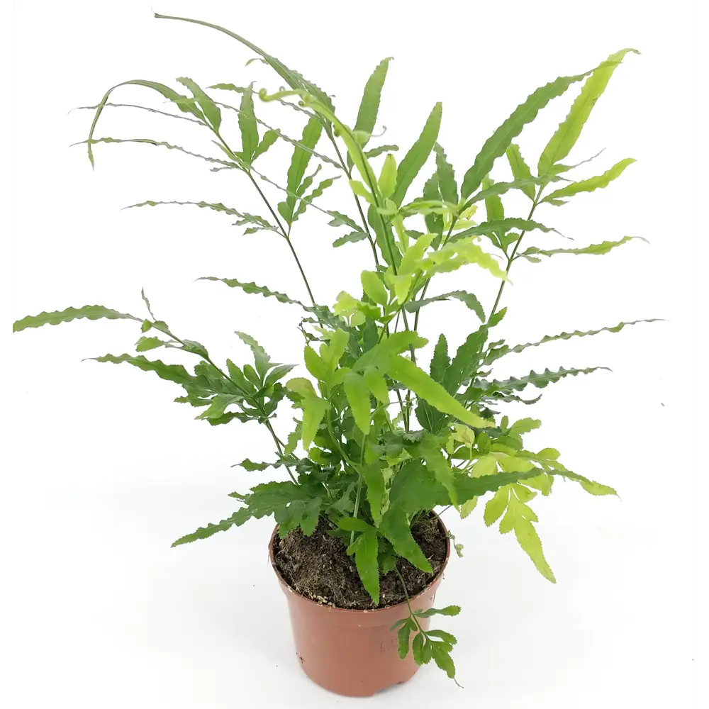 Santreyd Птерис микс - декоративный папоротник для интерьера 82932810 STLM-0951714 - Вид №3