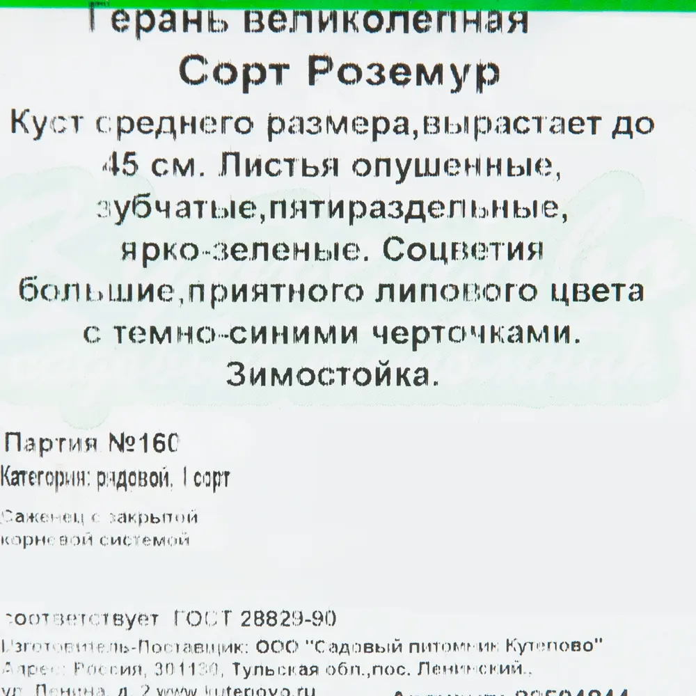 Герань великолепная «Роземур» 15x20 см 82594844 STLM-2195009 Santreyd  - Вид №1
