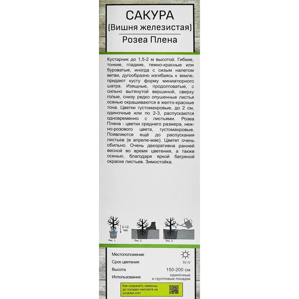 Сакура «Розеа Плена», вишня декоративная 81951301 STLM-2103985 Santreyd  - Вид №2