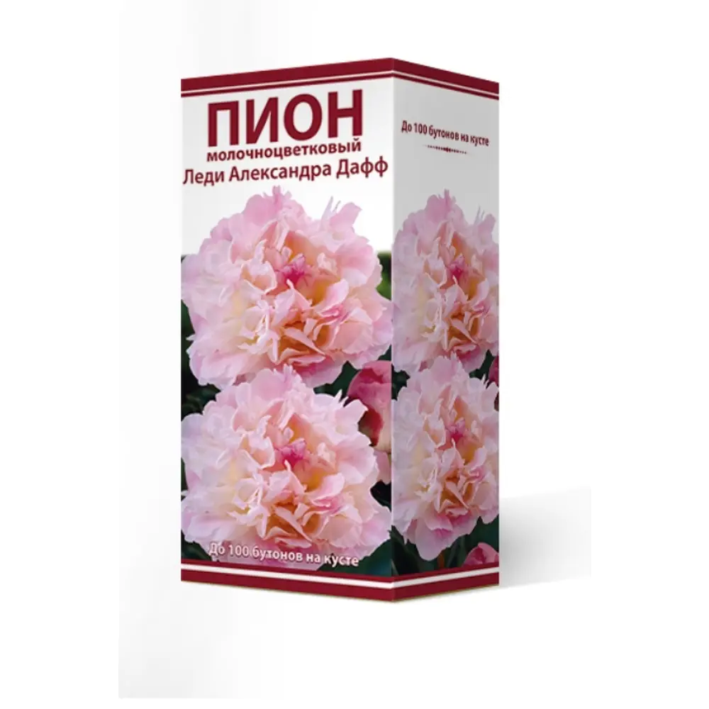 Пион травянистый Леди Александра Дафф луковица 2-3 83600170 STLM-2210019 Santreyd 