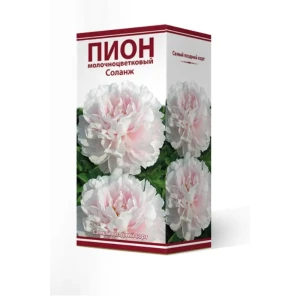 Пион травянистый Соланж луковица 2-3 83600323 STLM-2098577