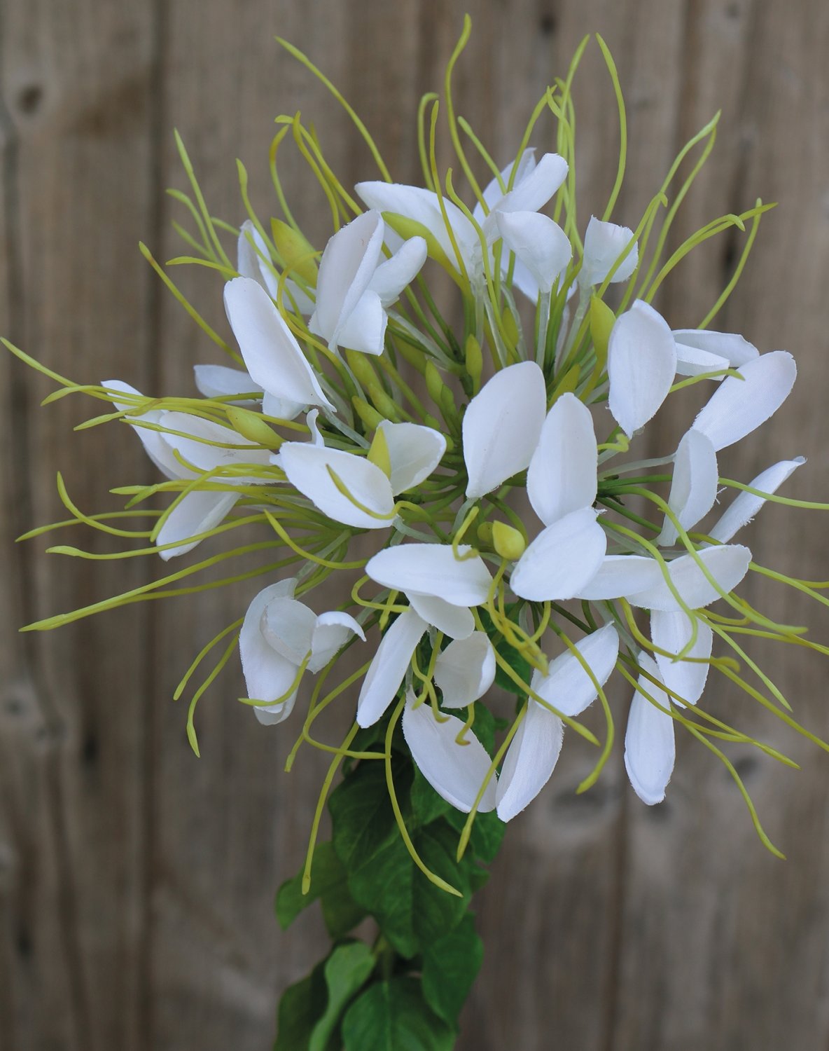 2758 778 a3 Искусственный цветок паука (клеом), 85 см, бежево-белый H-andreas  - Вид №1