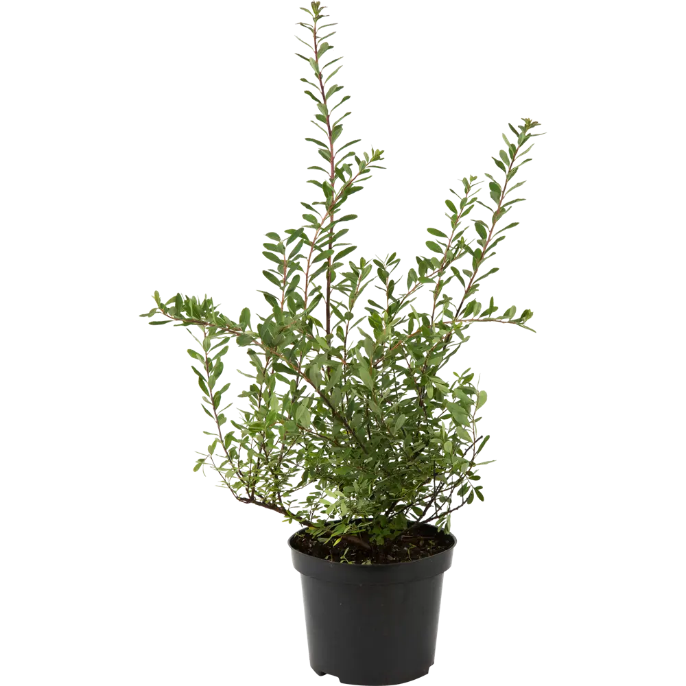 Спирея ниппонская «Сноумоунд» C3 20-40 см 82356736 STLM-2113199 PLANTMARKET 