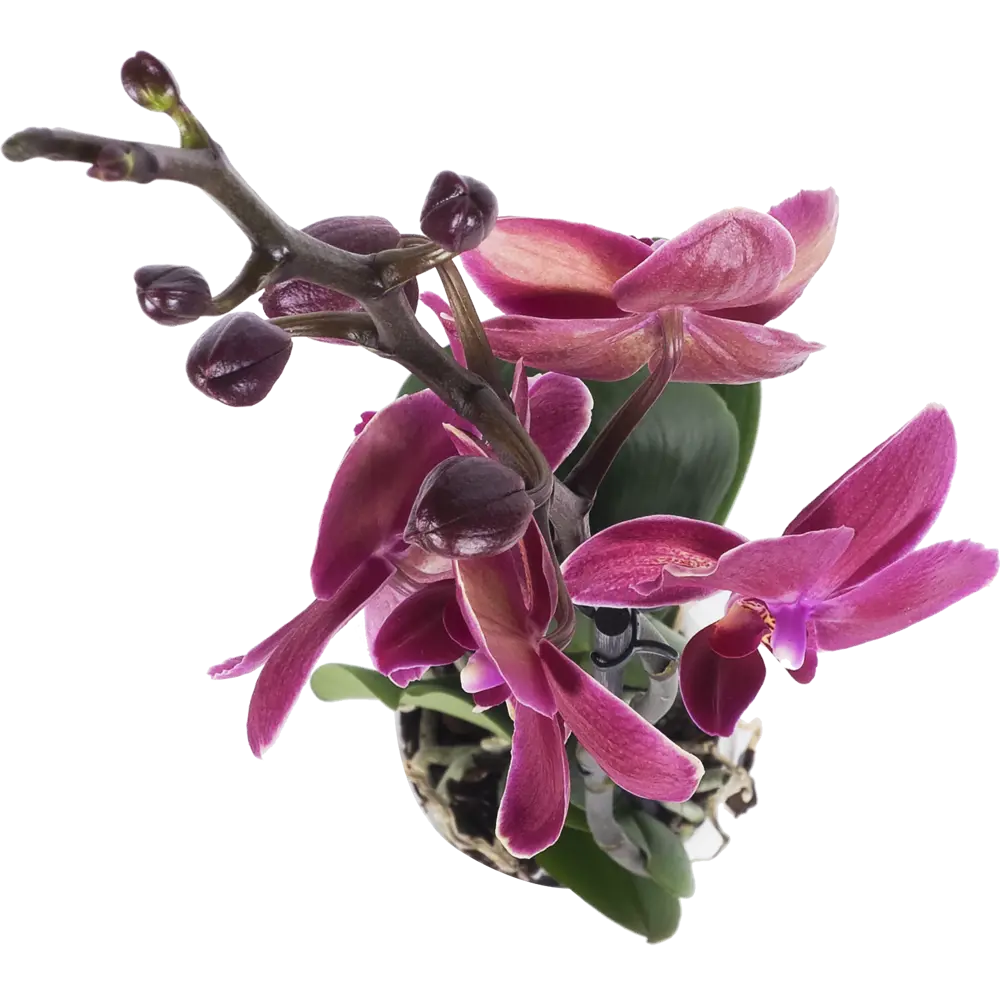 Santreyd Орхидея Фаленопсис Экстра - изысканное украшение интерьера 13974277 STLM-0004094 - Вид №4