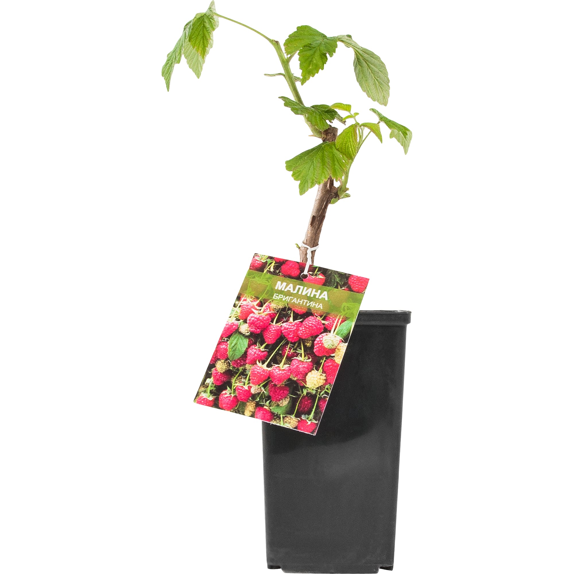 18313566 Малина, в ассортименте, горшок С2, цвет красный Santreyd  - Вид №2