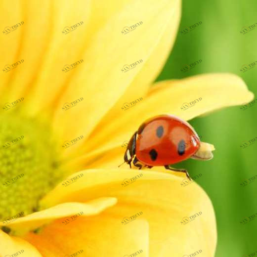 WP01232 Фотообои Verol Фотообои decoline 1х1 м