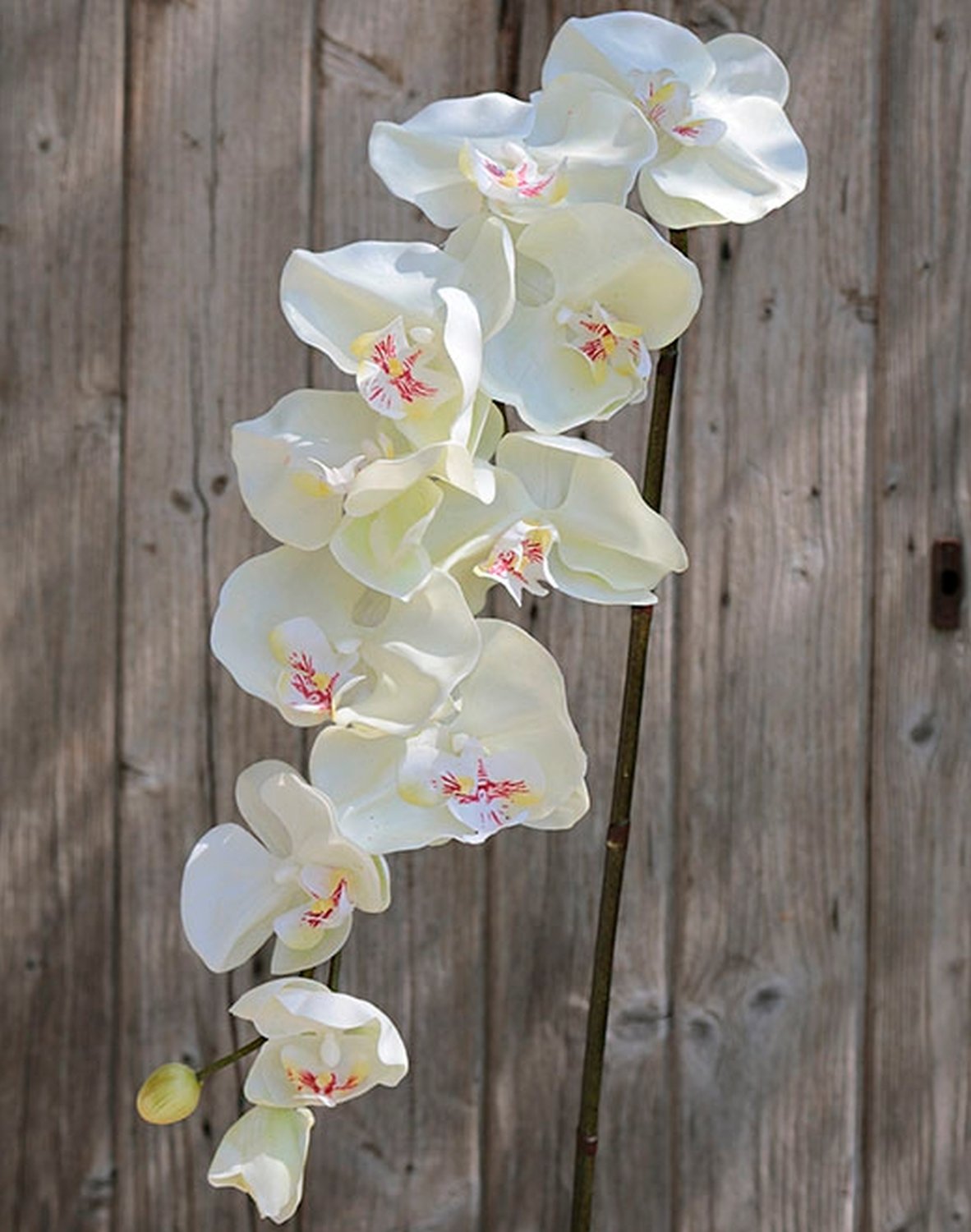 2508 777 a3 Искусственная орхидея Phalaenopsis, 110 см, real touch, белая H-andreas  - Вид №3