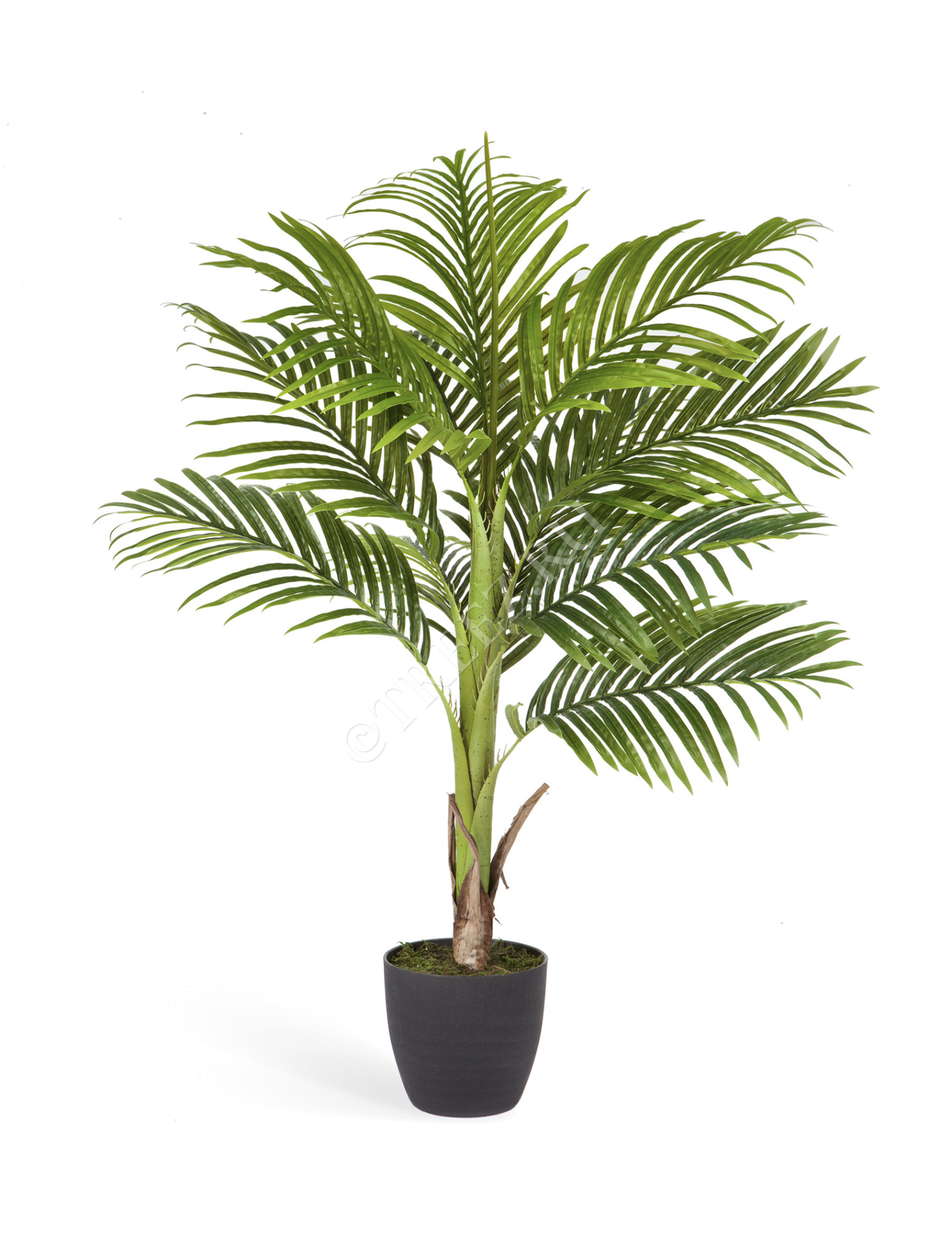 10.071406 Пальма Арека Бетель Цветочная коллекция 