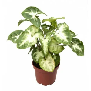 Santreyd Сингониум Ножколистный — тропическая лиана для современного интерьера 89394961