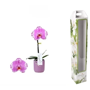Орхидея Фаленопсис Викторио ø9 h40 см