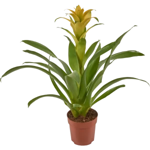Бромелия микс 12x45 см 82383356 STLM-2143691