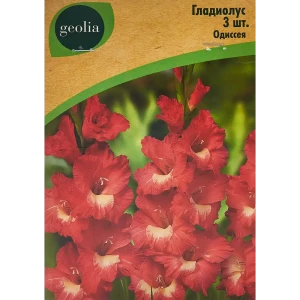 Гладиолус крупноцветковый Одиссея Geolia 3 шт 86408550 STLM-2098145