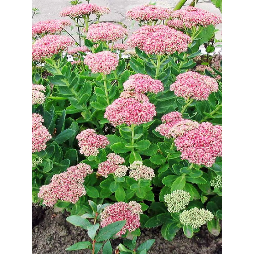 Очиток видный C2 ø15 h30 см 84406451 STLM-2140516 PLANTMARKET 