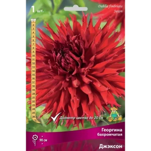 Георгина бахромчатая Джэксон луковица I 83593775 STLM-2151988