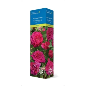 Роза парковая Кримсон винтер джевел h37 см 83786598 STLM-2132143