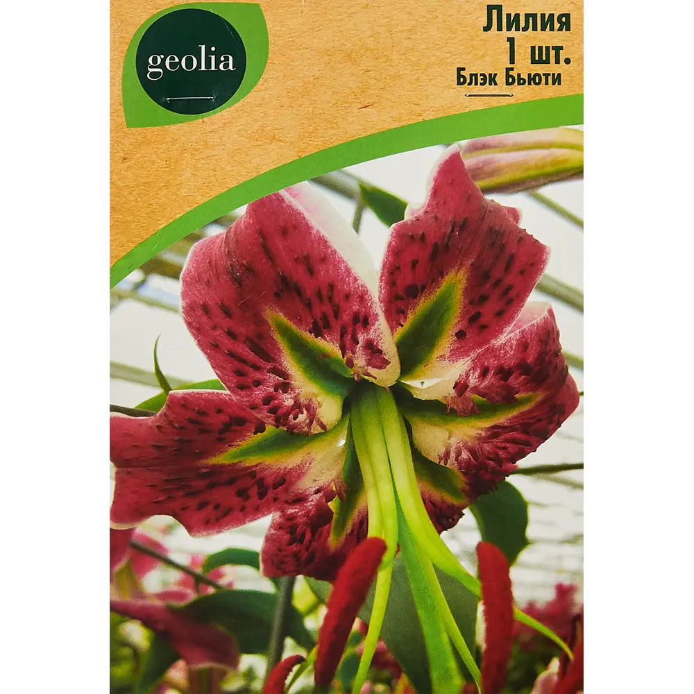 Лилия GEOLIA Блэк Бьюти - малиновое украшение сада 86408621 STLM-1566703