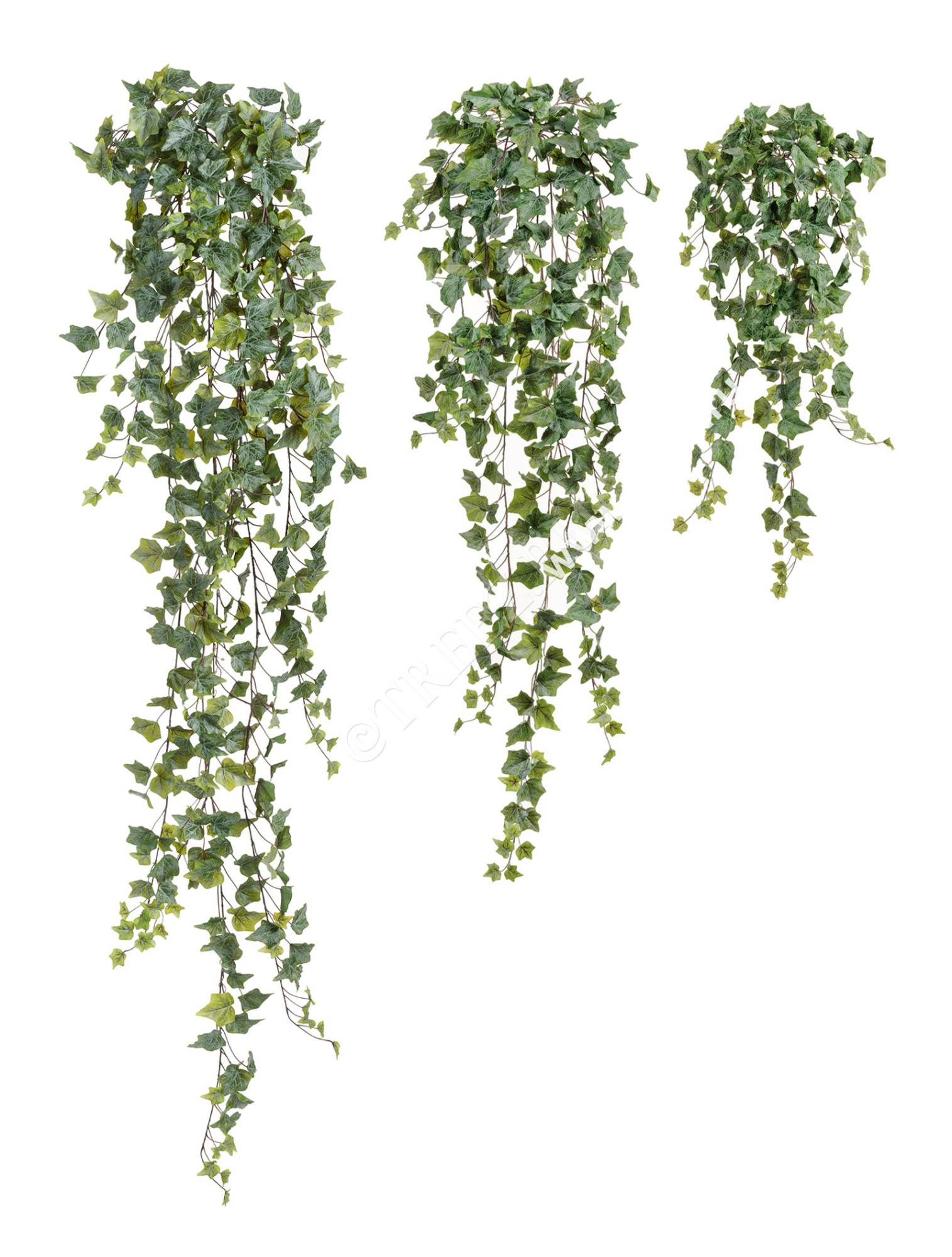 20.05170261GG-M Английский плющ Олд Тэмпл припылённо-зелёный Цветочная коллекция 