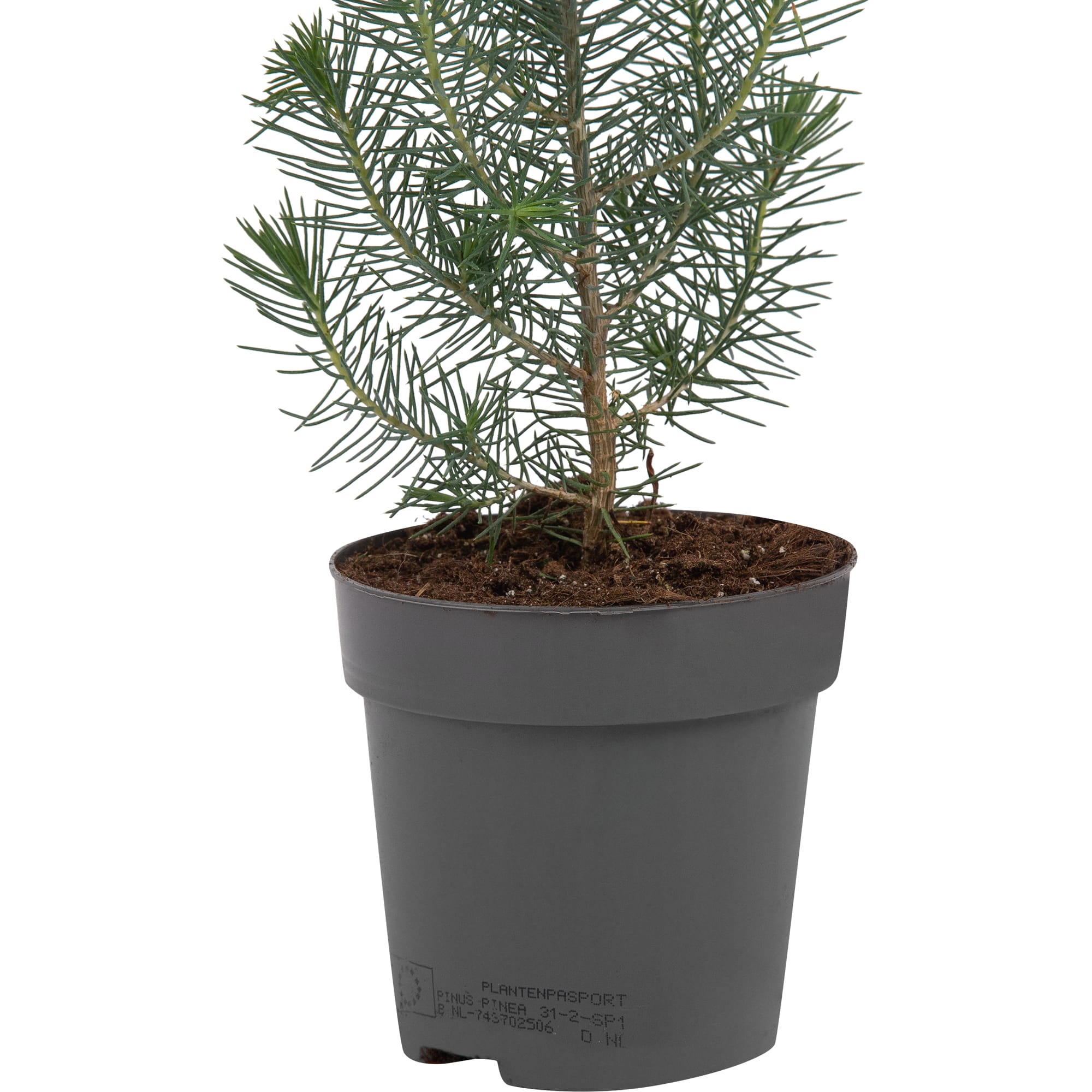 82769601 Сосна в рождественском пакете 10.5x35 см Santreyd  - Вид №2