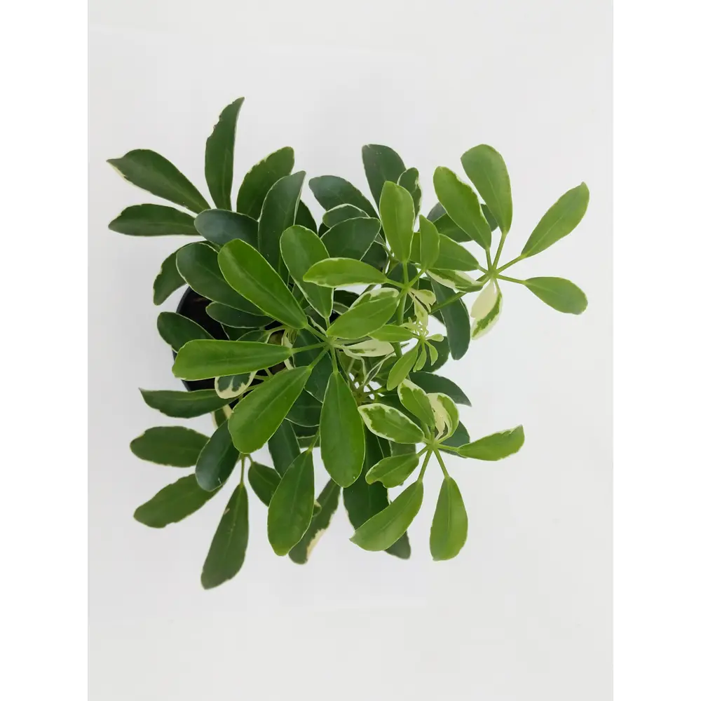 Santreyd Шеффлера мик — декоративное растение для интерьера 82932704 STLM-0038097 - Вид №3