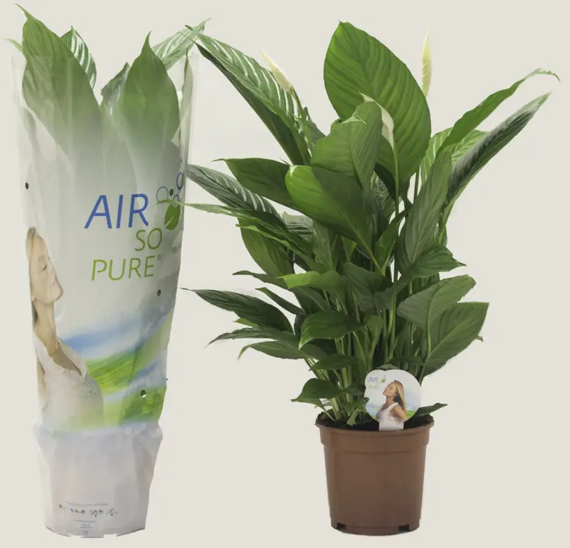 Спатифиллум Santreyd 'Женское счастье' - элегантное комнатное растение 86750223