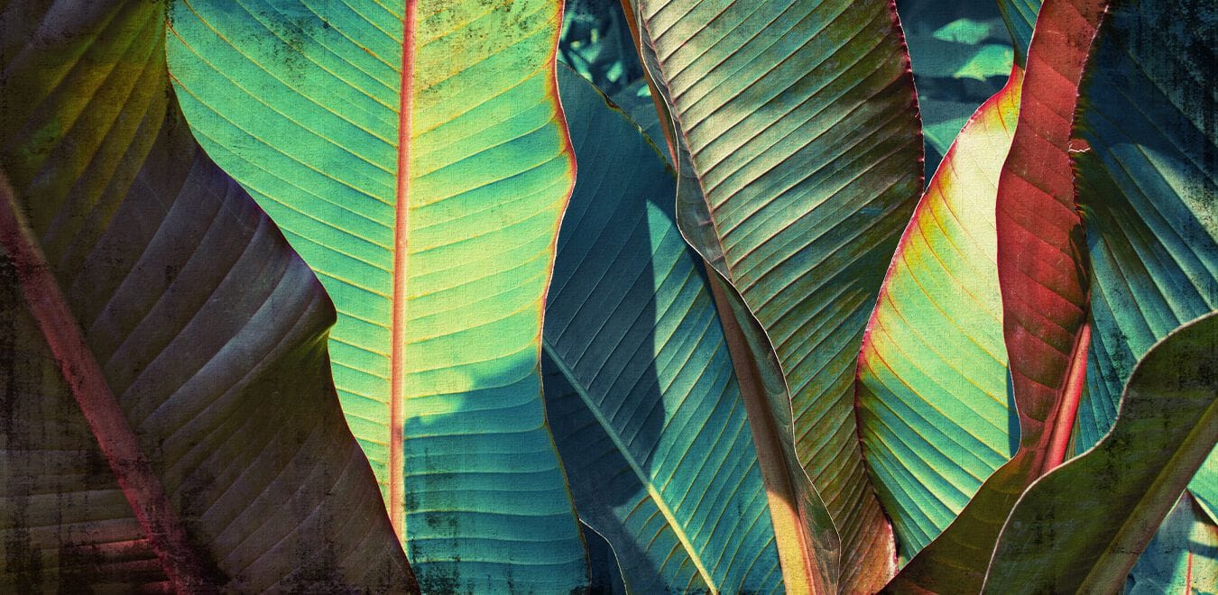 Тропические обои Creativespace Prêt-à-porter ARCH-00050310 - Вид №1