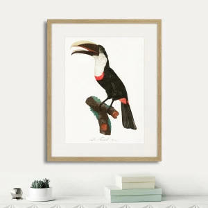 Картина: Beautiful toucans №2, 1806г. КАРТИНЫ В КВАРТИРУ  264322 Разноцветный