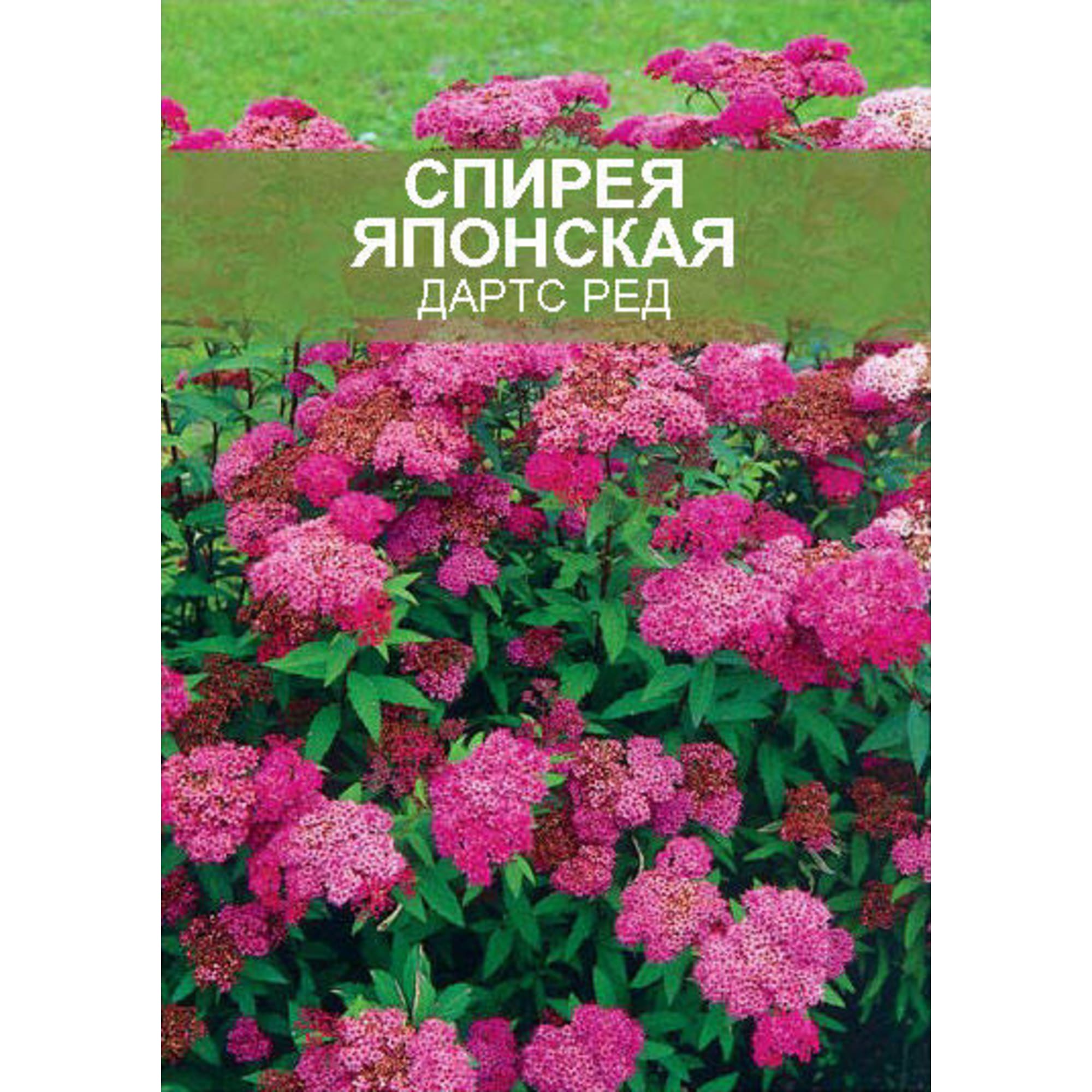 85670452 Спирея японская Дартс Ред ø15 h35 см Santreyd  - Вид №1