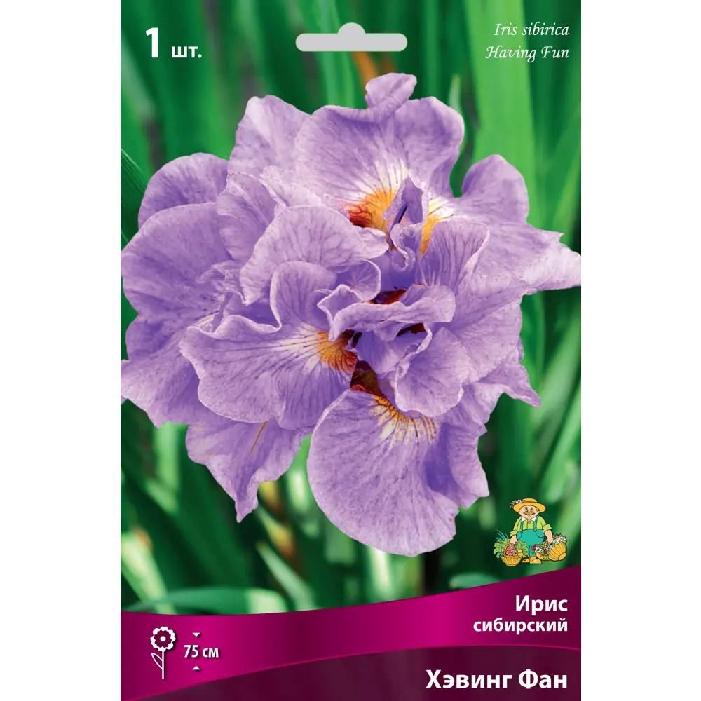 Ирис сибирский «Хэвинг Фан» 82530214 STLM-2046420 Santreyd 
