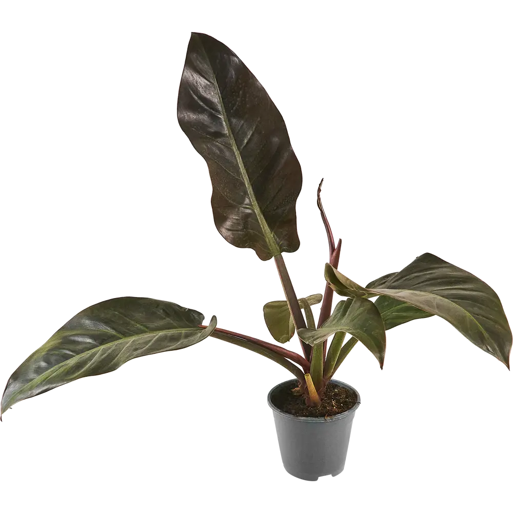 Филодендрон микс Santreyd — комнатное растение с декоративной листвой 87819631 STLM-1529648 - Вид №1