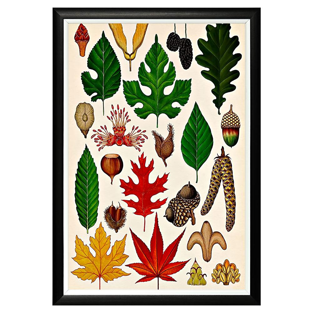 896518667_1818 Арт-постер «Гербарий. Осень» Object Desire 