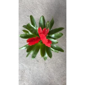 Вриезия Каллисто ø10 h30 см