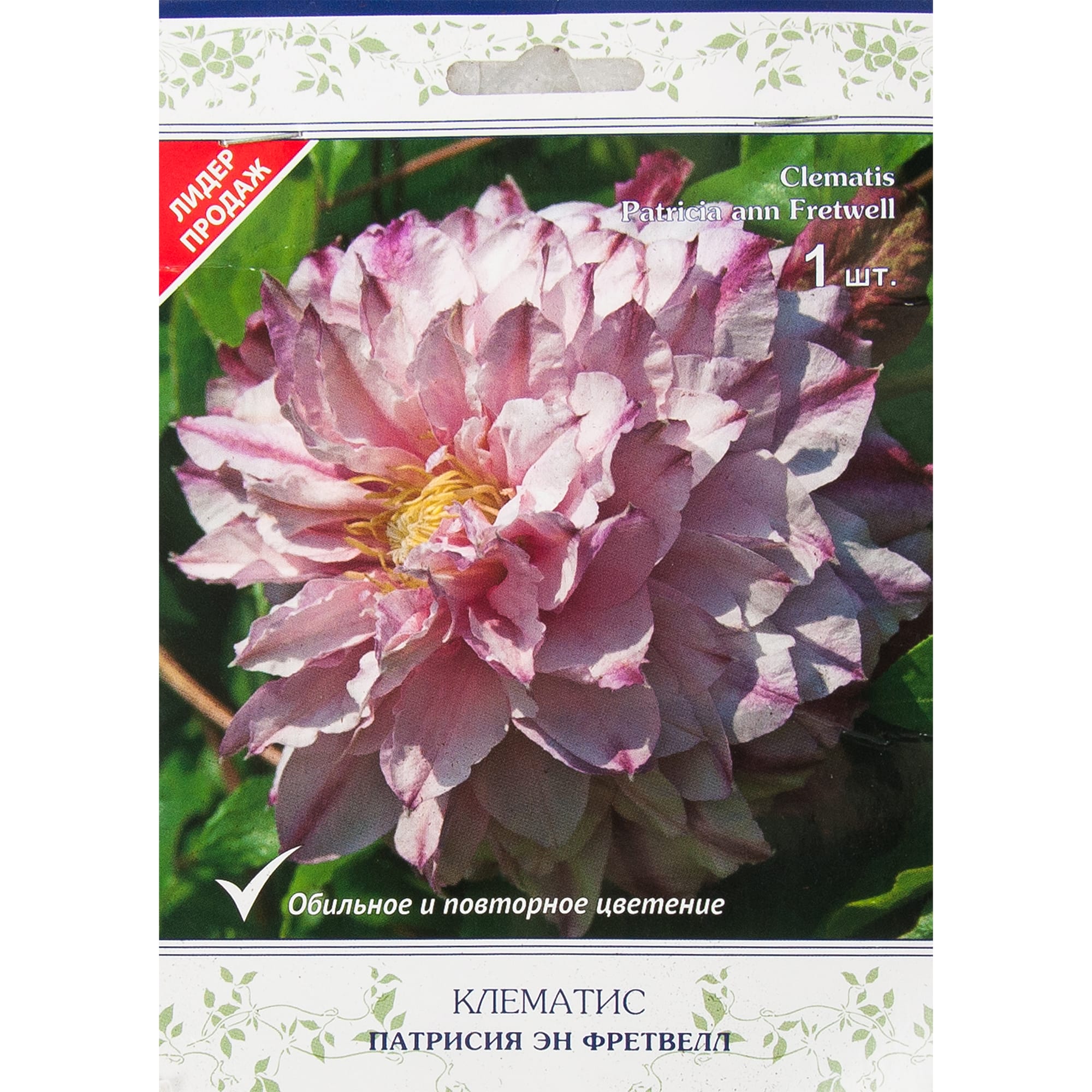 82527559 Клематис крупноцветковый Патрисия эн Фретвелл в капере Santreyd 